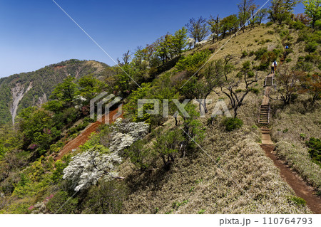 シロヤシオツツジ咲く丹沢主脈縦走路を行くハイカー 110764793
