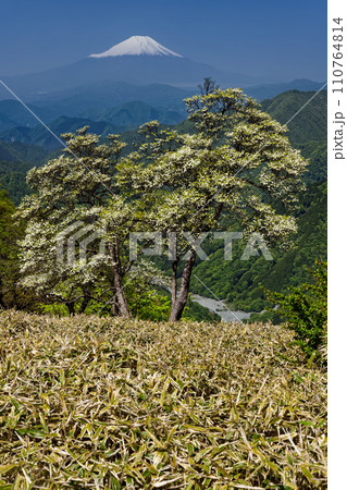 シロヤシオツツジ咲く丹沢主脈縦走路から見る富士山 110764814
