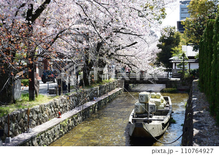 高瀬川の桜 高瀬川の桜 110764927