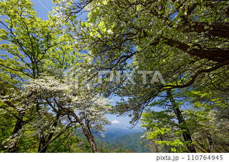 シロヤシオツツジ咲く丹沢・塔ノ岳稜線から見る残雪の富士山 110764945