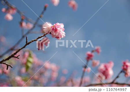 沖縄八重岳のサクラ 110764997