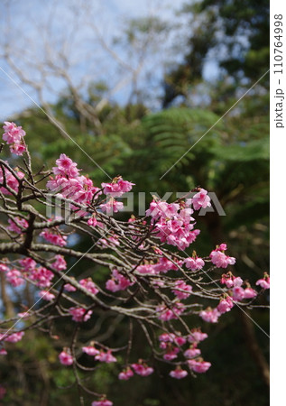 沖縄八重岳のサクラとヘゴ 沖縄八重岳のサクラとヘゴ 110764998
