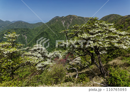 シロヤシオツツジ咲く主脈縦走路から見る丹沢の山並み 110765093