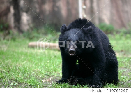 座ったカメラ目線のツキノワグマ 座ったカメラ目線のツキノワグマ 110765297