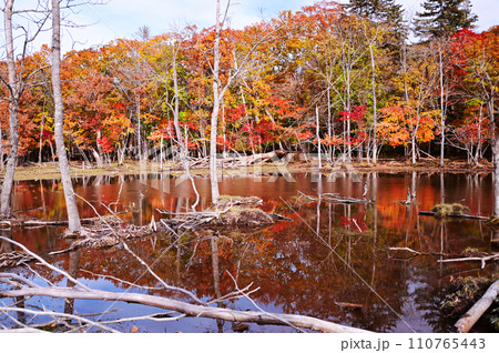 水面に映る紅葉 110765443