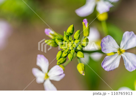 可愛らしい大根の花 110765913