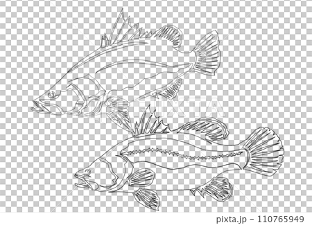 好朋友 Akame 的線條畫插圖 好朋友 Akame 的線條畫插圖 110765949