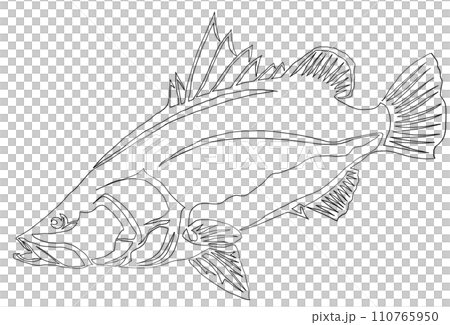 アカメのシンプルイラスト アカメのシンプルイラスト 110765950
