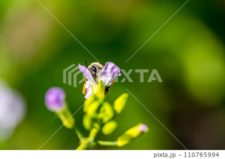 可愛らしい大根の花とみつばち 110765994
