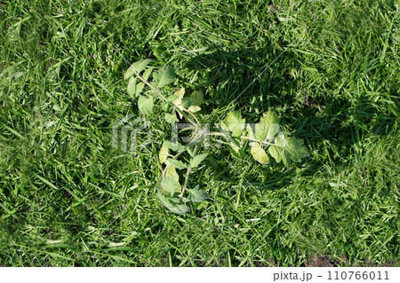 Mulching 110766011