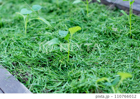 Mulching 110766012