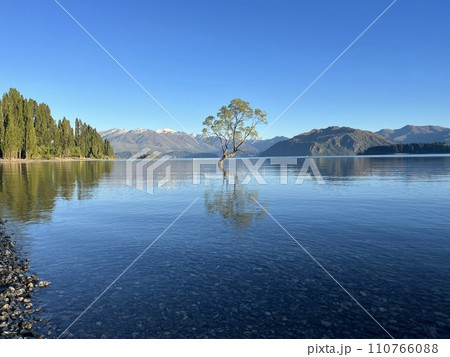 ニュージーランド南島・ワナカの有名な木 110766088