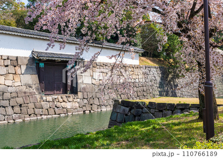 Cherry blossom along the moat of the Nijo Castle, Kyoto, Japan. 110766189