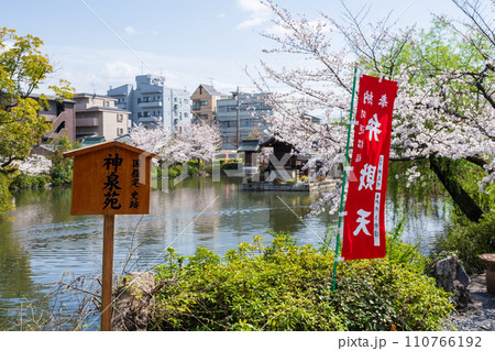 Kyoto, Japan - March 27 2023 : Shinsenen Garden. Full blooming cherry blossoms and reflections in the pond. 110766192