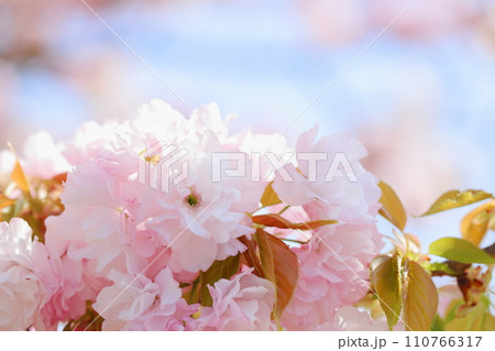 満開の八重桜(八重紅虎の尾)のクローズアップ 満開の八重桜(八重紅虎の尾)のクローズアップ 110766317