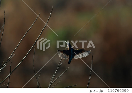 枝にとまる直前のカワセミの風景　翼を広げる 110766390