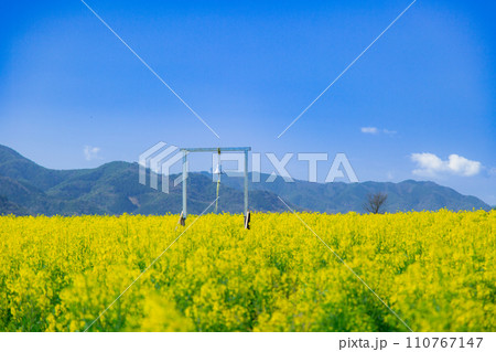 まんのう町中山団地の菜の花 まんのう町中山団地の菜の花 110767147