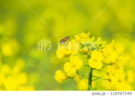 まんのう町中山団地の菜の花 まんのう町中山団地の菜の花 110767149