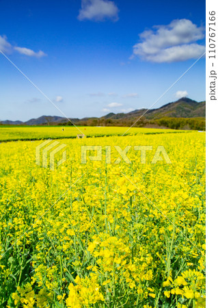 まんのう町中山団地の菜の花 まんのう町中山団地の菜の花 110767166