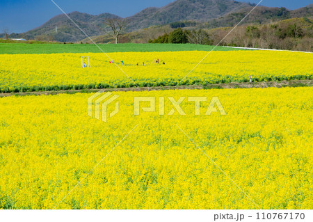まんのう町中山団地の菜の花 まんのう町中山団地の菜の花 110767170