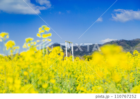 まんのう町中山団地の菜の花 110767252