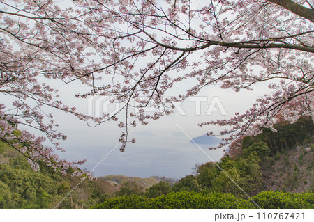 世界が認めた桜の名所 紫雲出山 世界が認めた桜の名所 紫雲出山 110767421