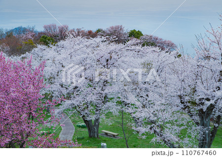 世界が認めた桜の名所 紫雲出山 世界が認めた桜の名所 紫雲出山 110767460