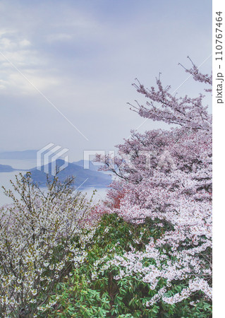 世界が認めた桜の名所 紫雲出山 世界が認めた桜の名所 紫雲出山 110767464