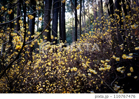 茂木町ミツマタ群生地 茂木町ミツマタ群生地 110767476