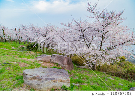 世界が認めた桜の名所 紫雲出山 世界が認めた桜の名所 紫雲出山 110767502