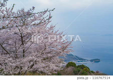 世界が認めた桜の名所　紫雲出山 110767514