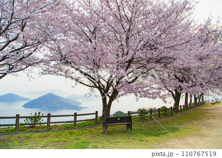世界が認めた桜の名所　紫雲出山 110767519