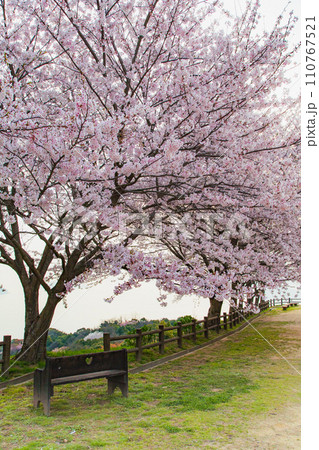 世界が認めた桜の名所　紫雲出山 110767521