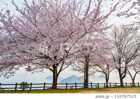 世界が認めた桜の名所　紫雲出山 110767523