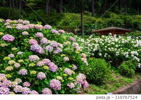 京都府宇治市の三室戸寺で6月に見た、薄いピンクや白色の紫陽花 110767524