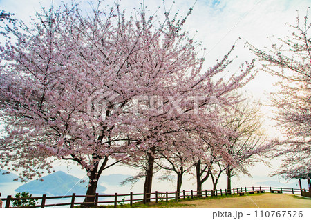 世界が認めた桜の名所 紫雲出山 世界が認めた桜の名所 紫雲出山 110767526