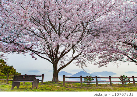 世界が認めた桜の名所 紫雲出山 世界が認めた桜の名所 紫雲出山 110767533