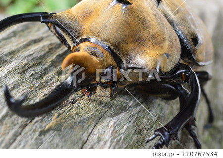 エレファスゾウカブト森の樹木の上で 110767534