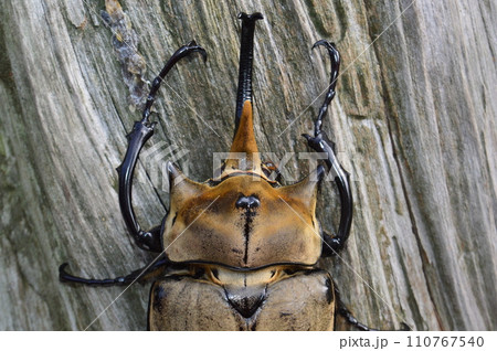 エレファスゾウカブト森の樹木の上で エレファスゾウカブト森の樹木の上で 110767540