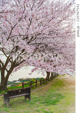 世界が認めた桜の名所　紫雲出山 110767542