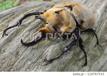エレファスゾウカブト森の樹木の上で 110767543