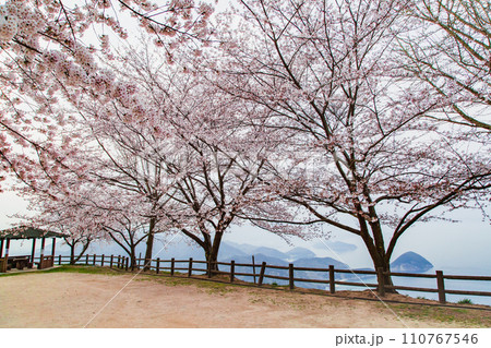 世界が認めた桜の名所　紫雲出山 110767546