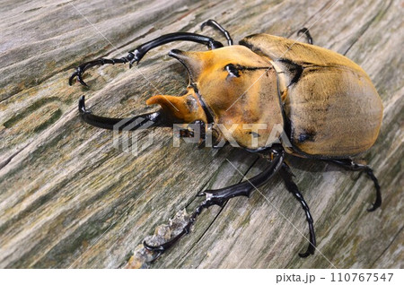 エレファスゾウカブト森の樹木の上で エレファスゾウカブト森の樹木の上で 110767547