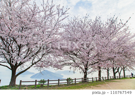 世界が認めた桜の名所 紫雲出山 世界が認めた桜の名所 紫雲出山 110767549