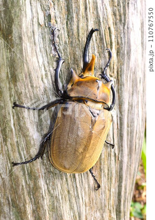 エレファスゾウカブト森の樹木の上で エレファスゾウカブト森の樹木の上で 110767550