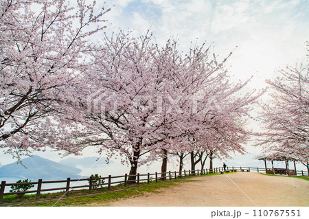 世界が認めた桜の名所 紫雲出山 世界が認めた桜の名所 紫雲出山 110767551