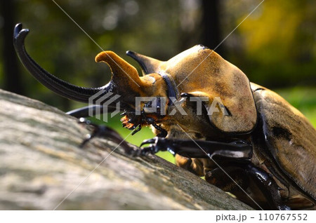 エレファスゾウカブト森の樹木の上で エレファスゾウカブト森の樹木の上で 110767552