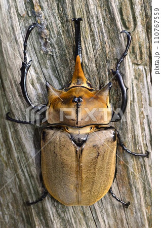 エレファスゾウカブト森の樹木の上で 110767559