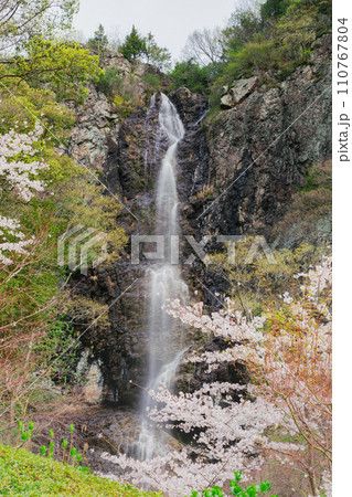 香川県三豊市豊中町 不動の滝カントリーパークの桜 香川県三豊市豊中町 不動の滝カントリーパークの桜 110767804