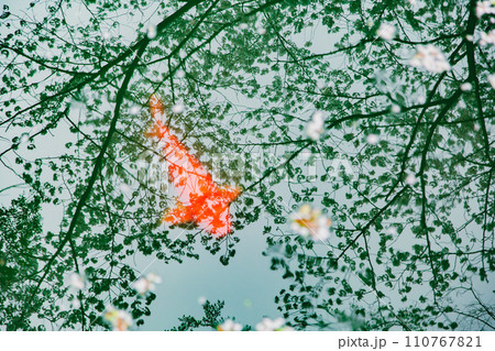 香川県三豊市豊中町　不動の滝カントリーパークの桜 110767821